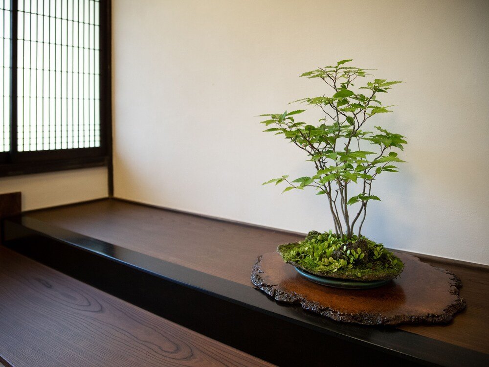 uchiko