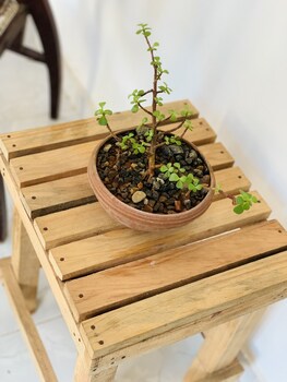 michs beach villa maggona