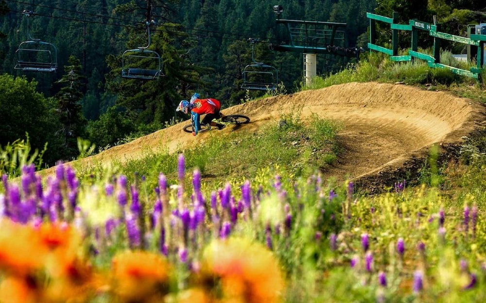 big bear