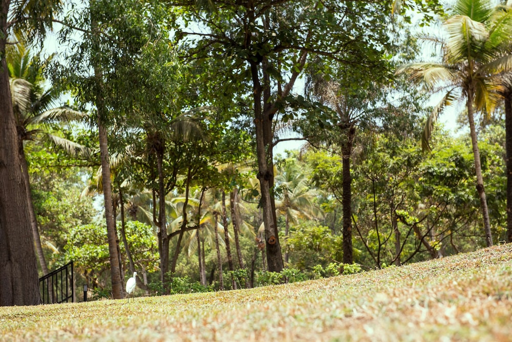 radisson blu mammy yoko hotel freetown
