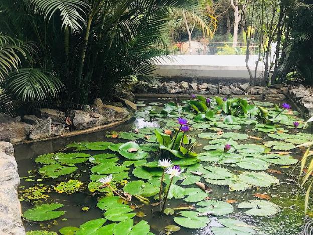 tree of life nature resort