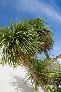 mandelieu la napoule