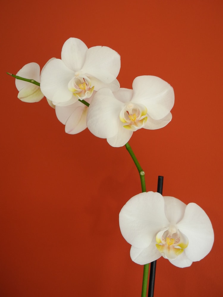 villa val senart 1ere avenue