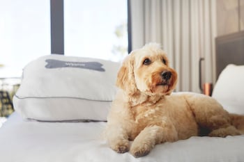 the westin monache resort mammoth