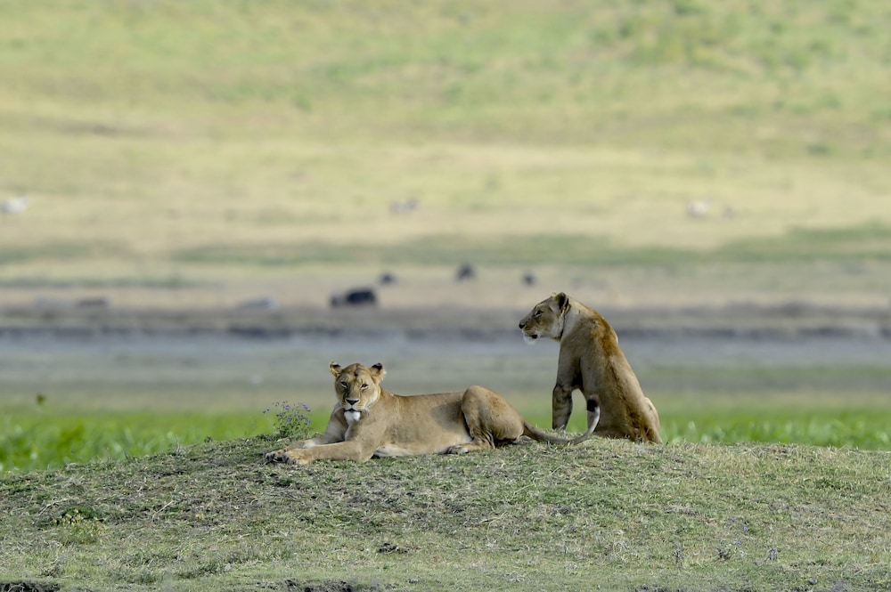 ngorongoro serena safari lodge