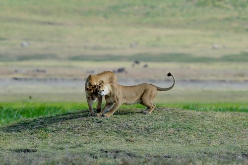 ngorongoro