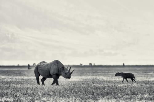 ngorongoro