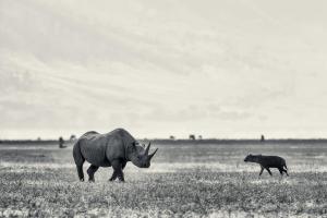 ngorongoro
