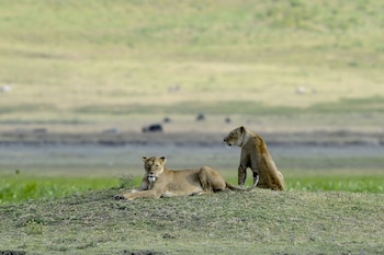 ngorongoro serena safari lodge