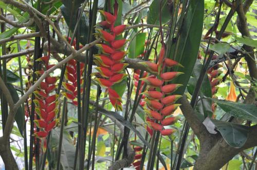 eco suites uxlabil guatemala city