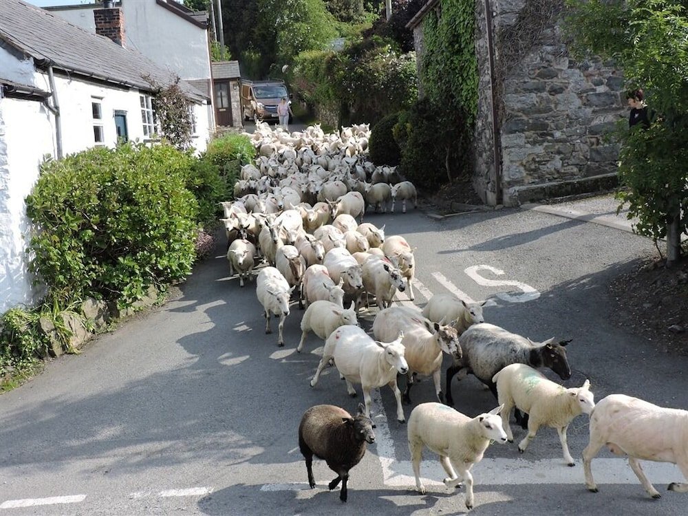 the hawk and buckle inn