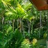 arbol verde villas