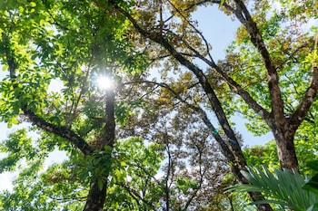 arbol verde villas
