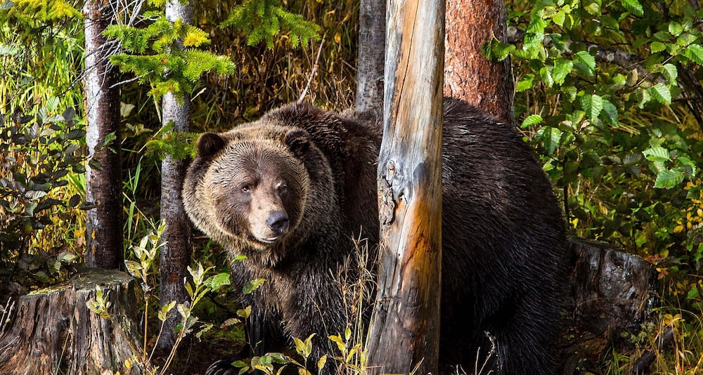 glacier mountaineer lodge