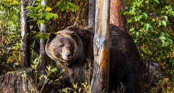 glacier mountaineer lodge