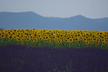 hotel belalp manosque