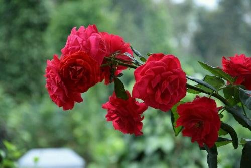 coorg
