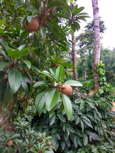 coorg