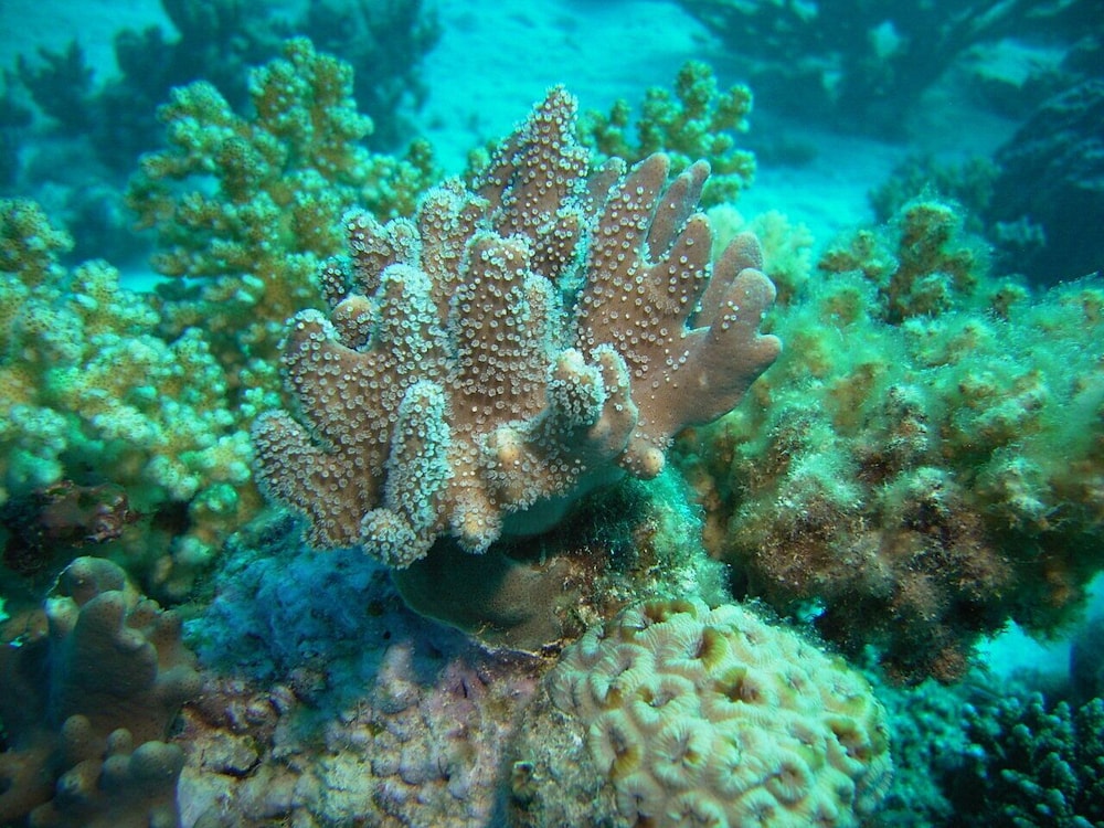 wadi lahmy azur resort