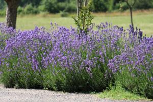 hotel relais du silence de la ferme lamy