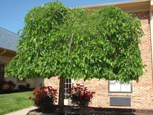 american inn north kansas city