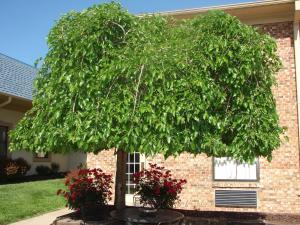 american inn north kansas city