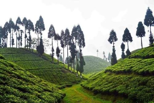 kalimpong