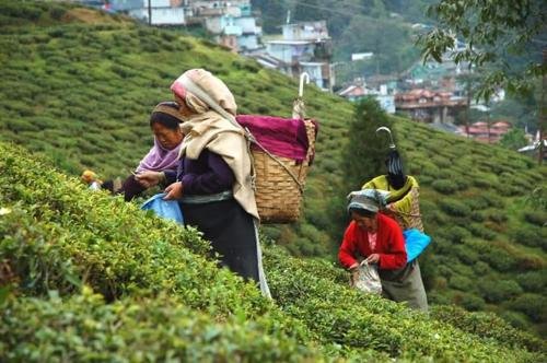kalimpong
