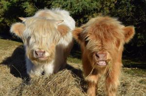 aaa granary accommodation
