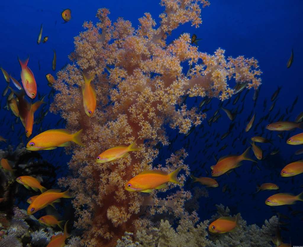 mosaique hotel el gouna