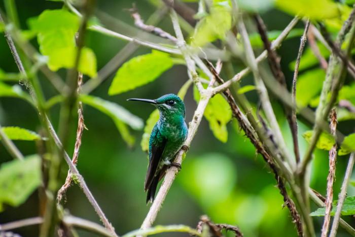 villa blanca cloud forest hotel retreat