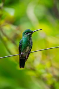 villa blanca cloud forest hotel retreat