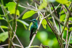villa blanca cloud forest hotel retreat