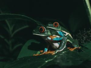 villa blanca cloud forest hotel retreat