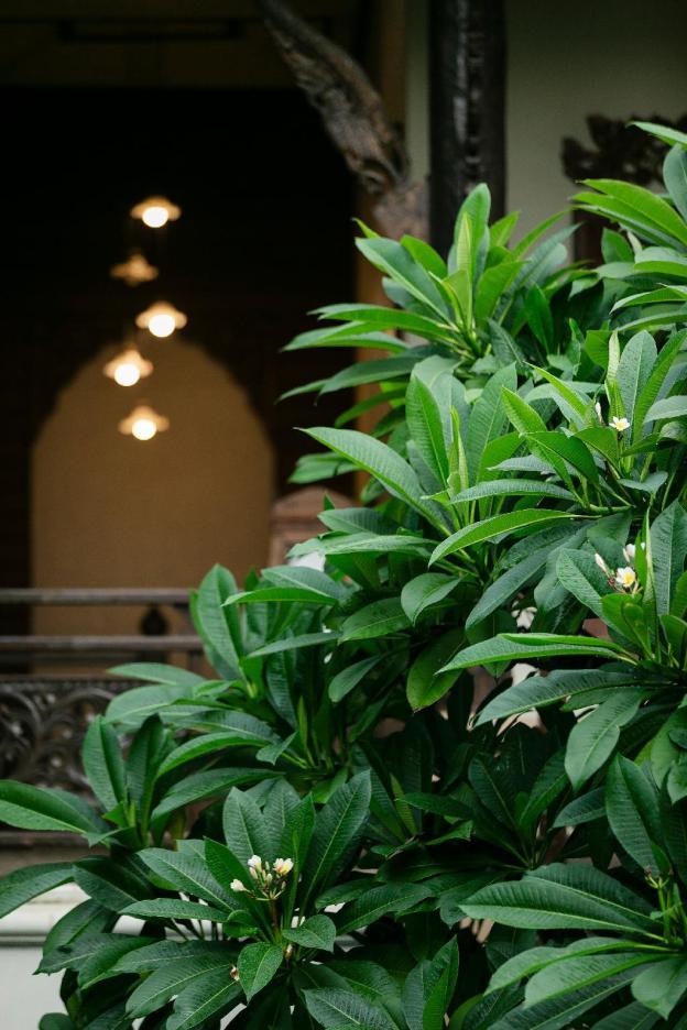 amata lanna chiang mai one member of the secret retreat