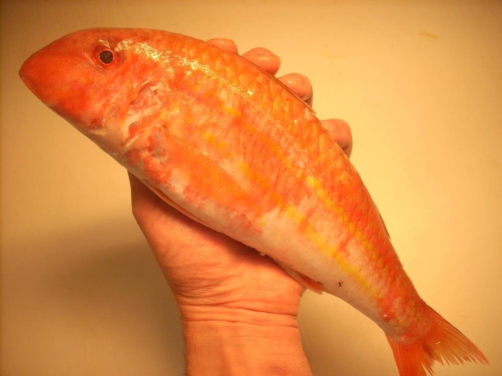 hotel ristorante ai campi di marcello