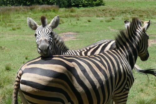 rothman manor guest house