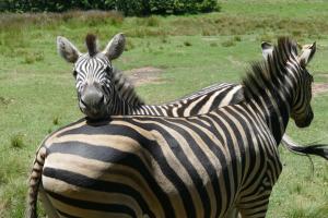 rothman manor guest house