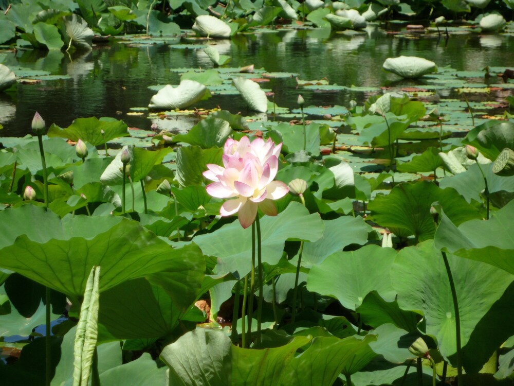 rothman manor guest house