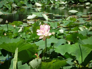 rothman manor guest house