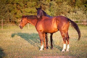 abbazia country club