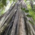 rivas