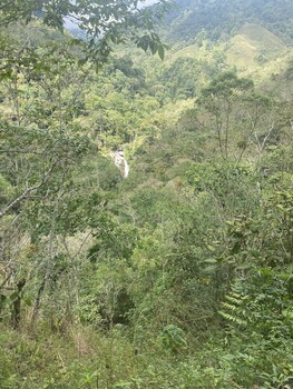 rivas