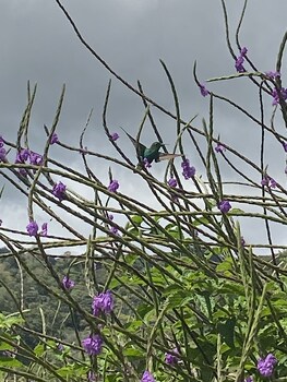 rivas