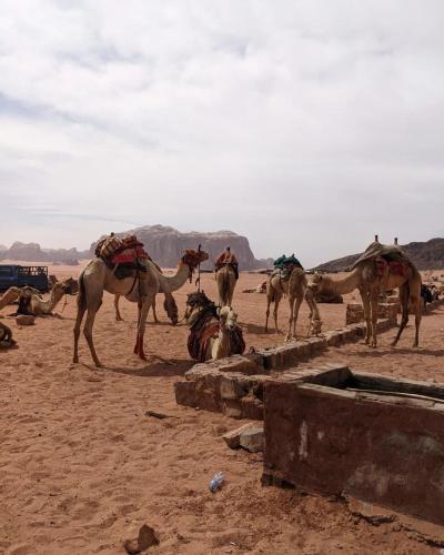 wadi rum echo camp