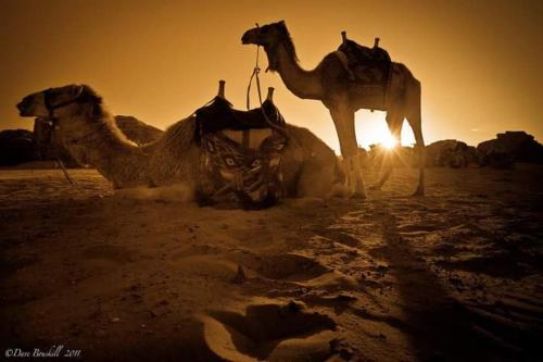 wadi rum echo camp