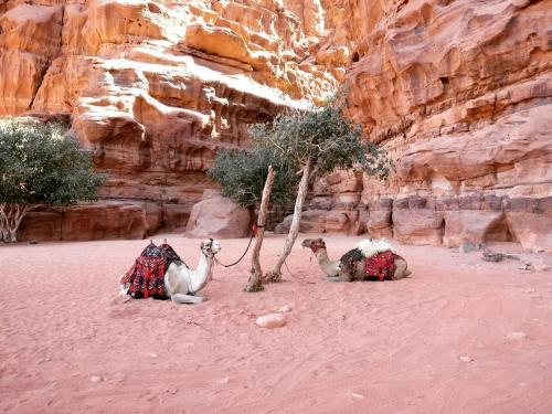 wadi rum echo camp