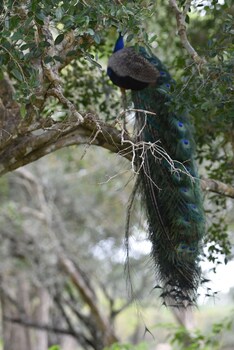 wilpattu tree house