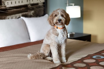 super 8 by wyndham whites creek nashville nw area