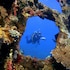 arya amed beach resort and dive center